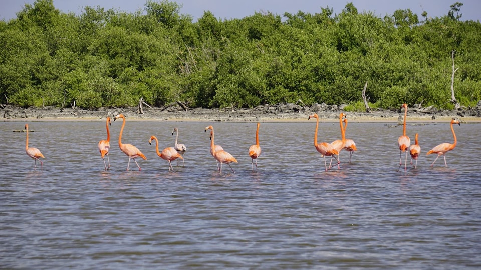Regresan flamencos a Punta Sur y se registra nuevo registro de anillamiento en Cozumel: FPMC