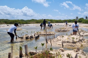 Estudiantes de la UQROO visitan Punta Sur para interpretación y restauración del manglar