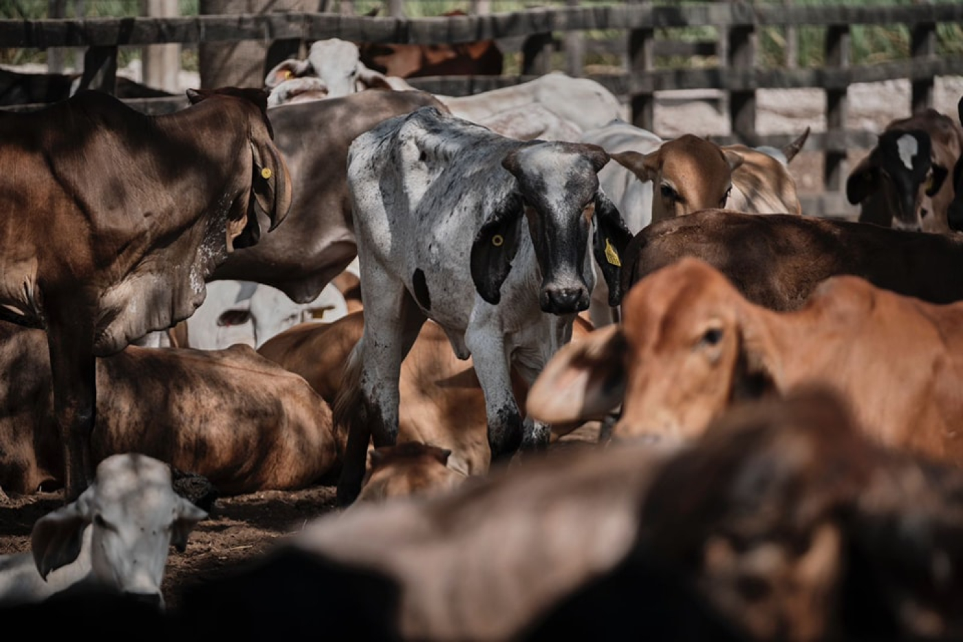 Histórico retorno a la exportación de ganado bovino desde Quintana Roo a Estados Unidos